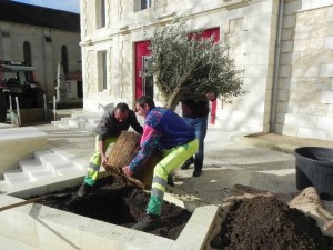 2025 plants mairie2.jpg