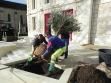 2025 plants mairie2.jpg